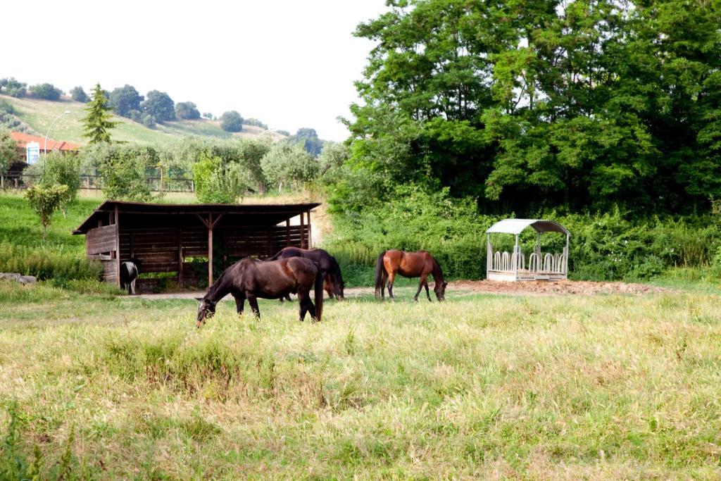 Agriturismo Villa Irelli Castellalto Eksteriør bilde
